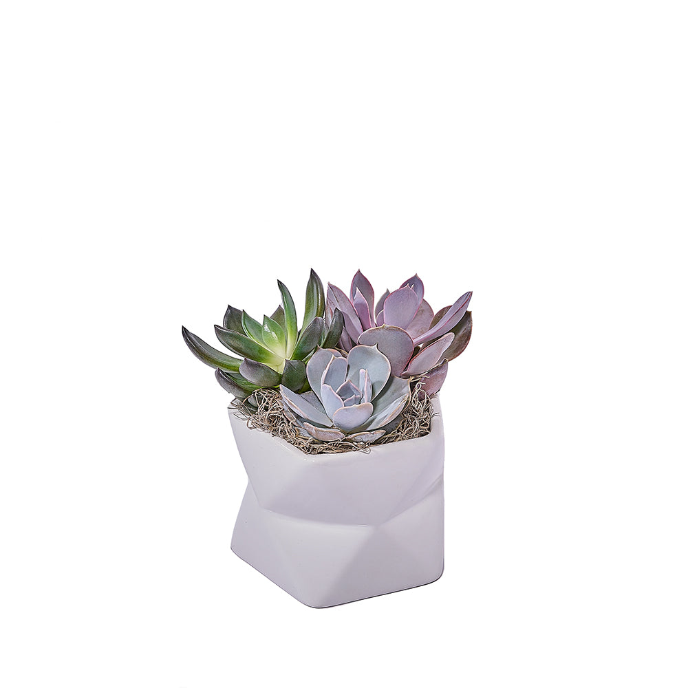 Potted Succulent Arrangement, plant gift, plant, succulent gift, succulent, – Canada Blooms - Canada Delivery