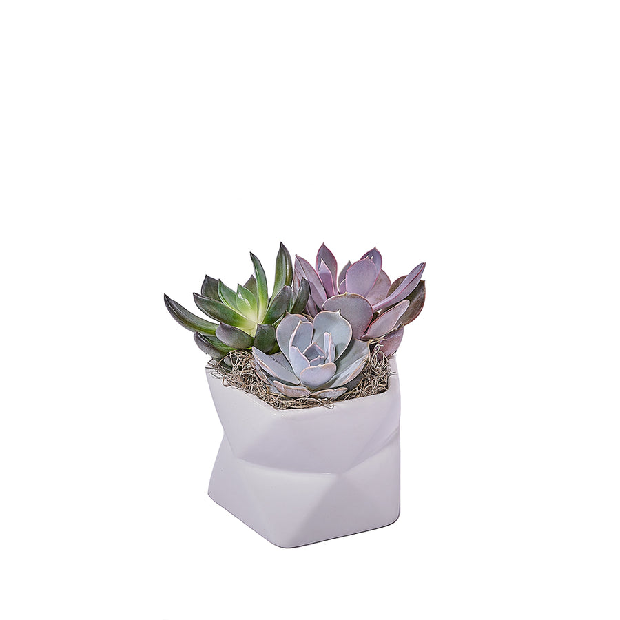 Potted Succulent Arrangement, plant gift, plant, succulent gift, succulent, Canada delivery