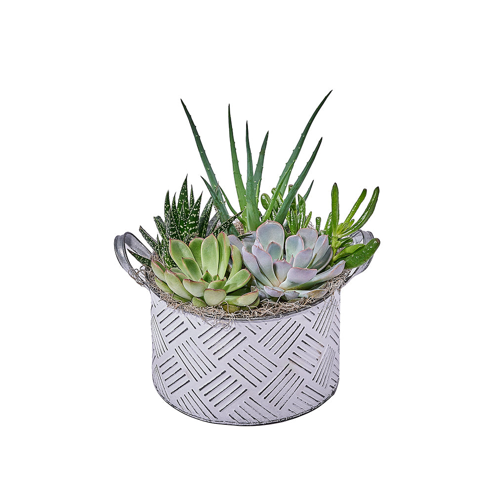 Potted Succulent Garden, plant gift, plant, succulent gift, succulent, – Canada Blooms - Canada Delivery