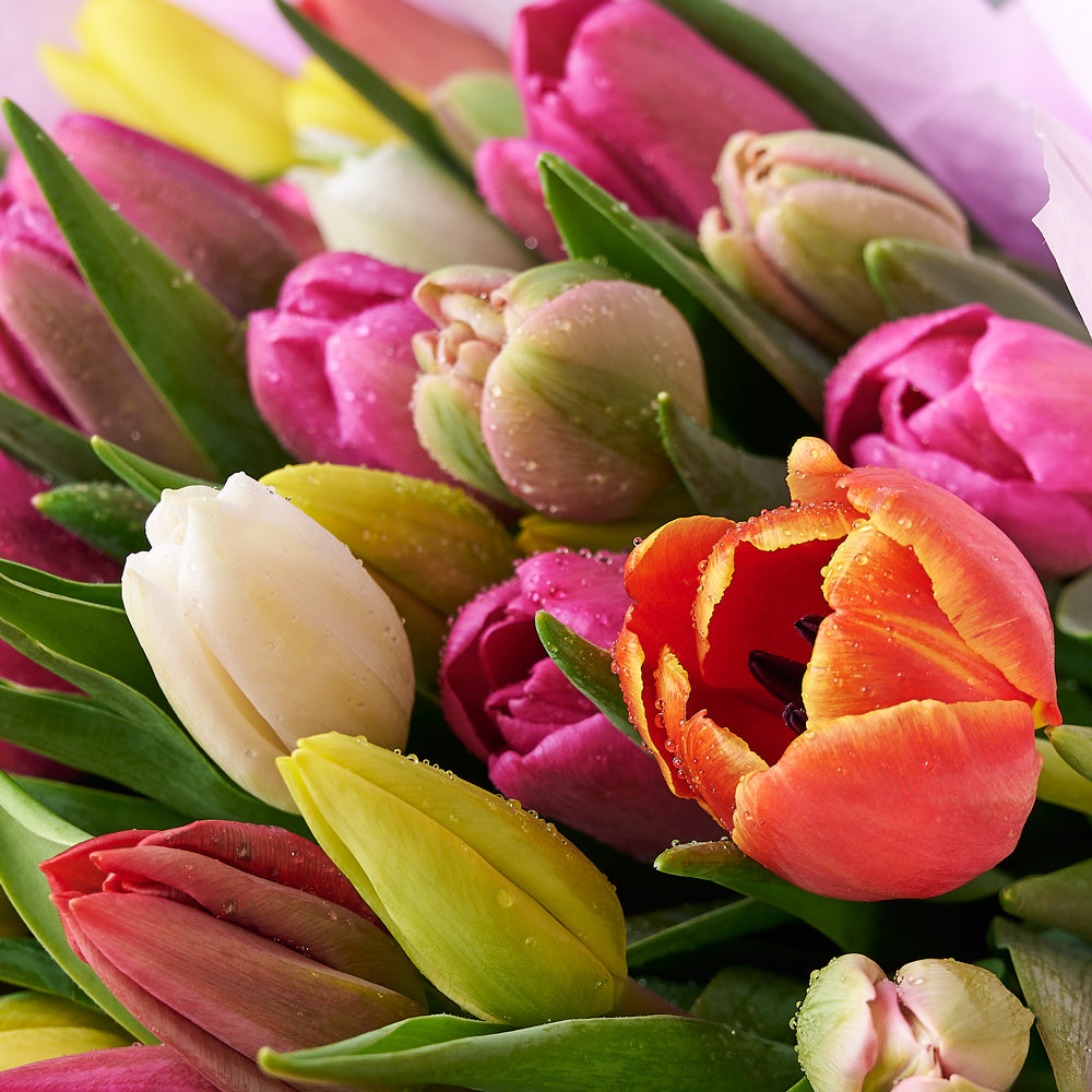 Resplendent Spring Tulip Gift Set, tulip gift baskets, gourmet gifts, gifts, tulips, wine gifts – Canada Blooms - Canada Delivery