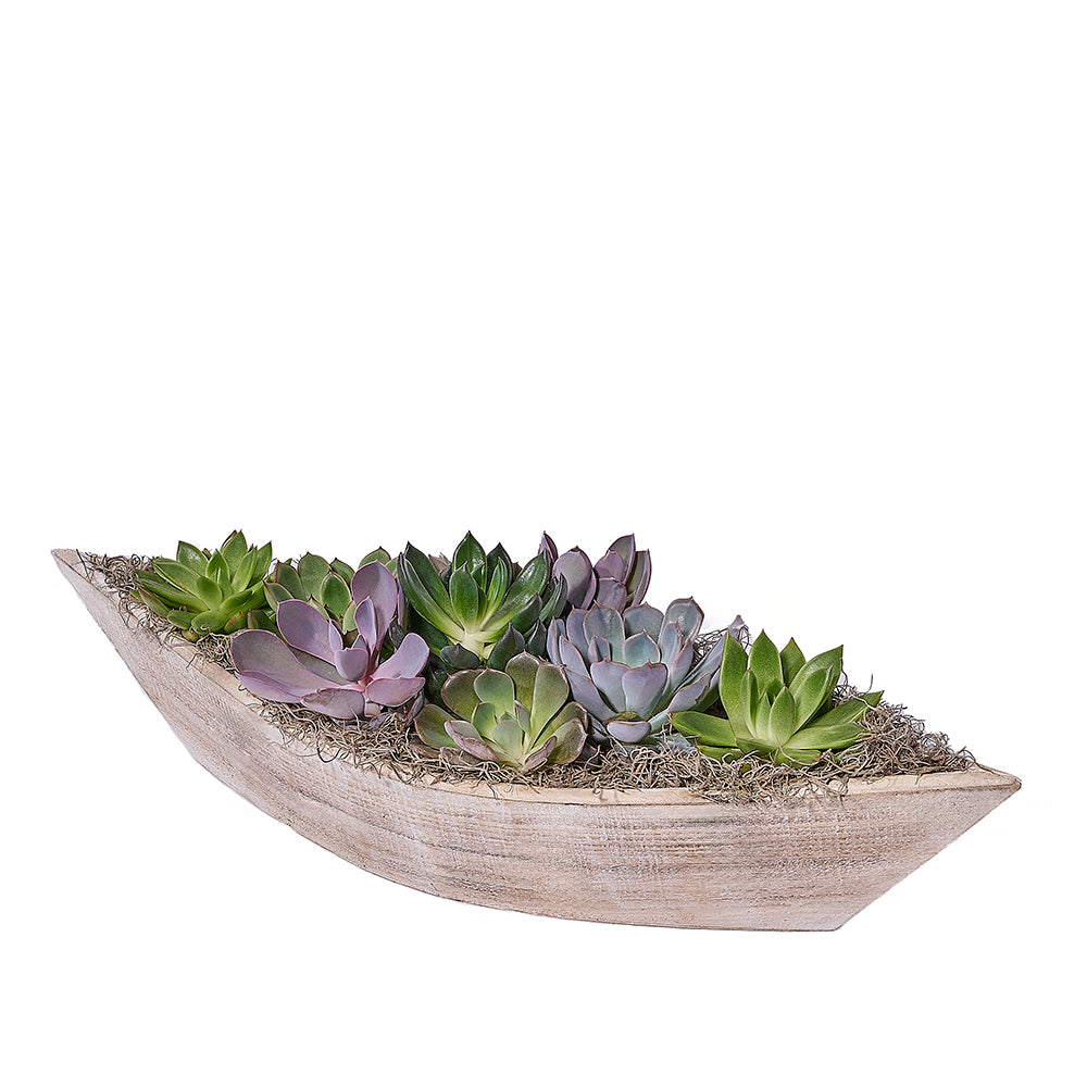 Serenity Plant Garden, plant gift, plant, succulent gift, succulent, – Canada Blooms - Canada Delivery