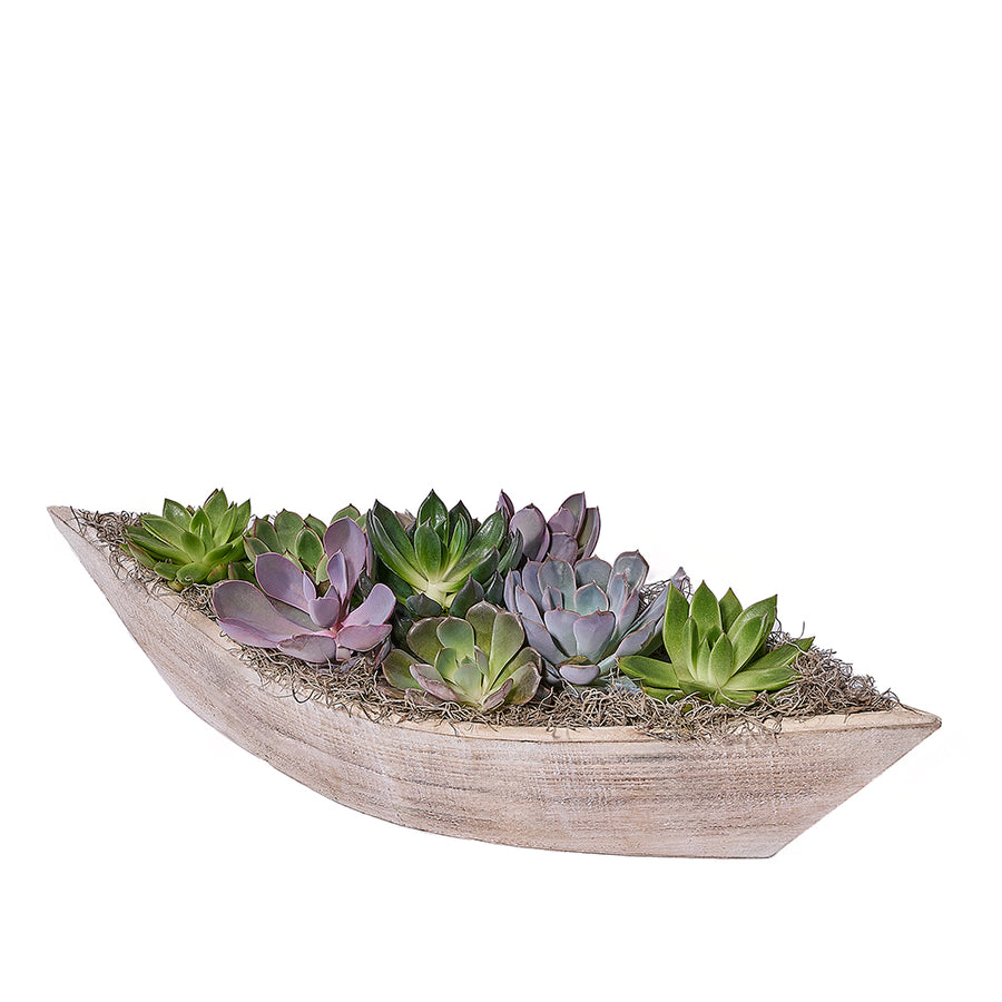 Serenity Plant Garden, plant gift, plant, succulent gift, succulent, Canada delivery