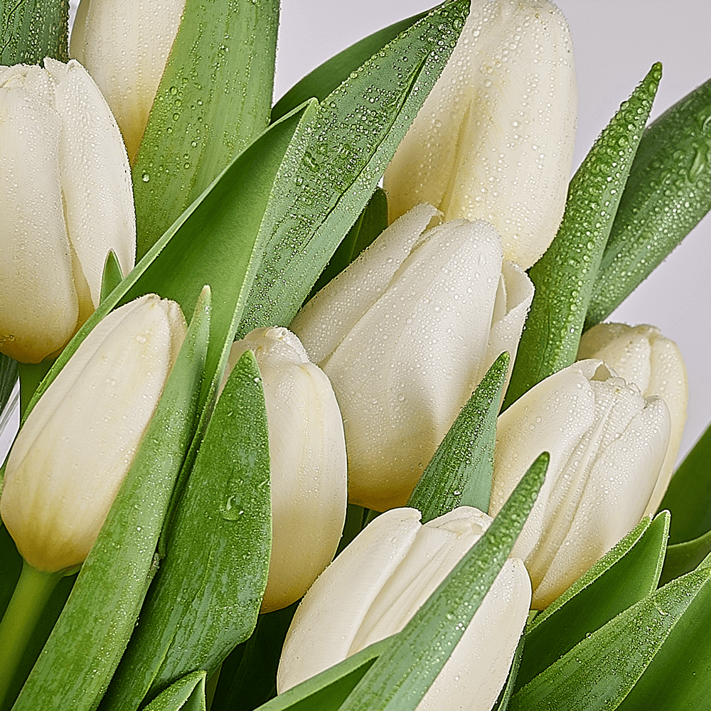 Spring Scents Tulip Bouquet, tulip gift, tulips, flower gift, flowers, seasonal flower gifts, seasonal flowers, – Canada Blooms - Canada Delivery