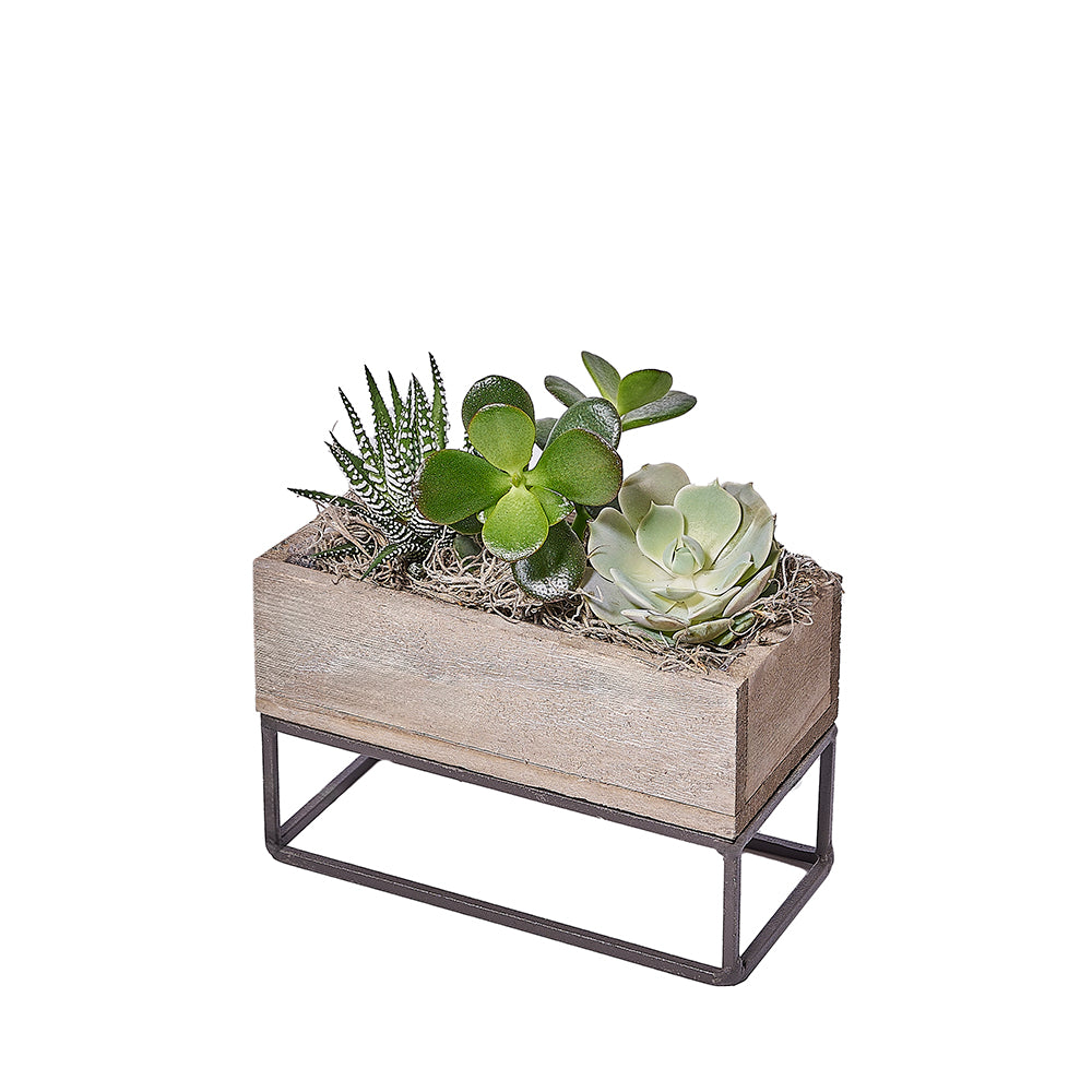 Succulent Garden Planter Box, plant gift, plant, succulent gift, succulent, – Canada Blooms - Canada Delivery