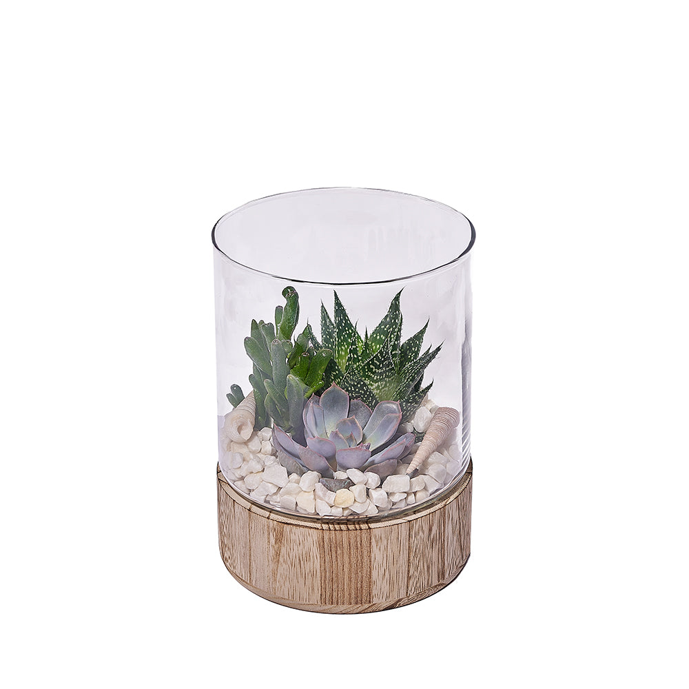 Succulent Glass Garden, plant gift, plant, succulent gift, succulent, – Canada Blooms - Canada Delivery