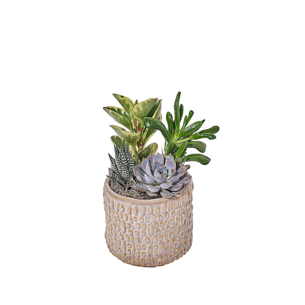 Succulent Textured Garden, plant gift, plant, succulent gift, succulent, – Canada Blooms - Canada Delivery