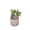 Succulent Textured Garden, plant gift, plant, succulent gift, succulent, Canada delivery