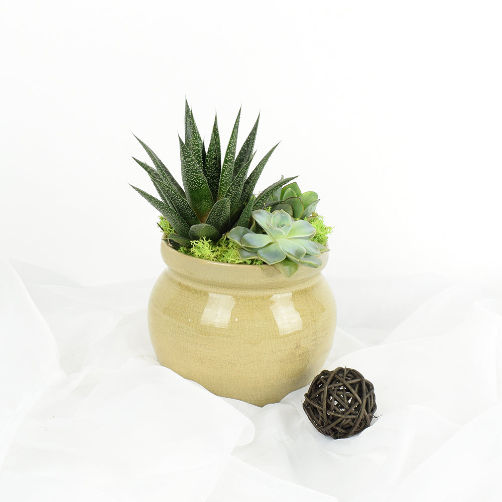 Succulent Trio Potted Arrangement – Canada Blooms - Canada Delivery