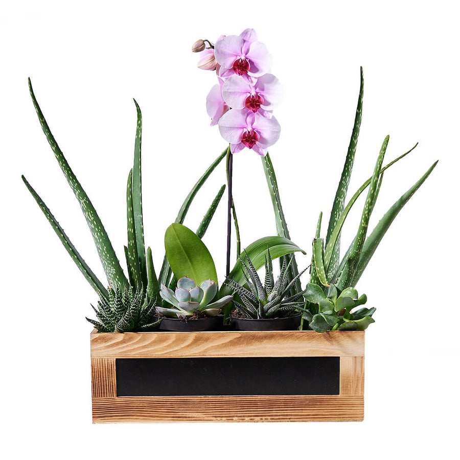 Succulent & Orchid Gift Arrangement, beautiful blooming orchid plant, two aloe vera plants, two small succulents, two medium succulents, and a wooden gift box for a charming presentation and display, Plant Gifts from Blooms Canada - Same Day Canada Delivery.