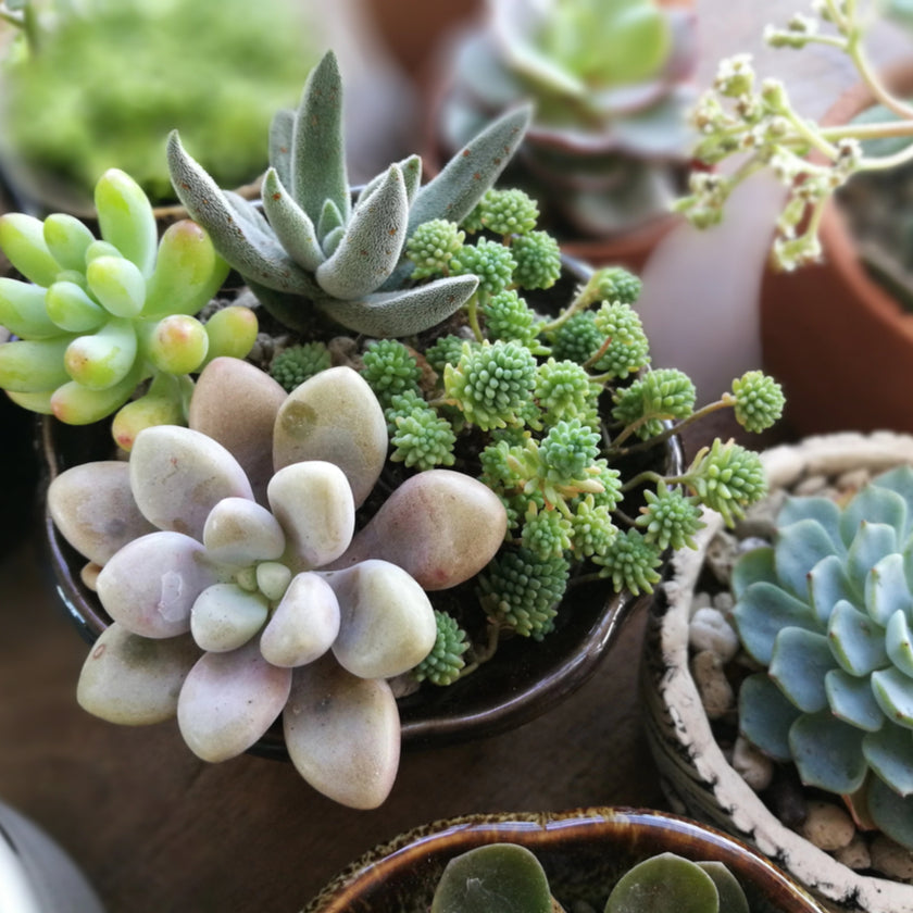 Succulents & Cacti, A contemporary delight, these plants effortlessly elevate the ambiance of any room in your home and, even better, demand minimal care and maintenance, Plant Gifts from Canada Blooms - Canada Delivery