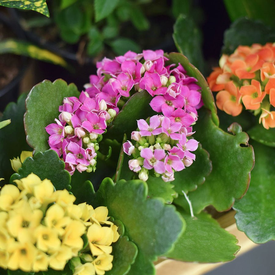 The Secret Garden Box – Canada Blooms - Canada Delivery