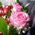 Valentine's Day 12 Stem Red & Pink Rose Bouquet