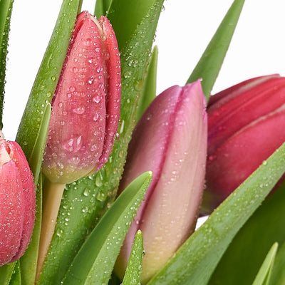 Valentine's Day Seasonal Bouquet, Canada Blooms Same Day Flower Delivery, Valentine's Day gifts, tulips, seasonal – Canada Blooms - Canada Delivery