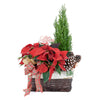 Winter Dreams Poinsettia Arrangement, poinsettia plants, Cupressus, pine cones, ribbons, Christmas decorations, and ornaments, Holiday gifts from Blooms Canada - Same Day Canada Delivery.