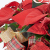 Winter Dreams Poinsettia Arrangement, poinsettia plants, Cupressus, pine cones, ribbons, Christmas decorations, and ornaments, Holiday gifts from Blooms Canada - Same Day Canada Delivery.