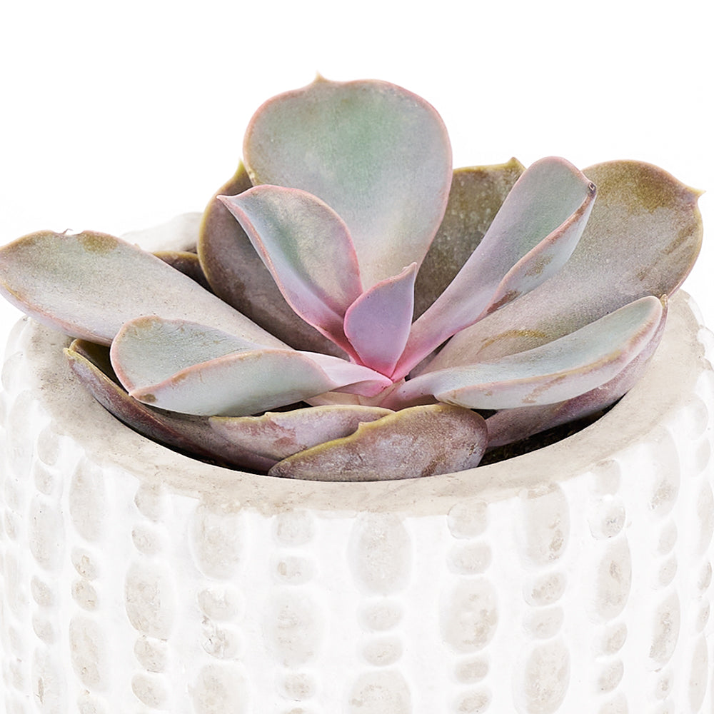 You're Special Plant & Wine Gift - Wine Gift Set - Same Day Canada Blooms Delivery