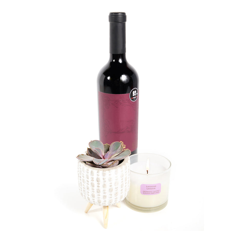 You're Special Plant & Wine Gift - Wine Gift Set - Same Day Blooms Canada Delivery