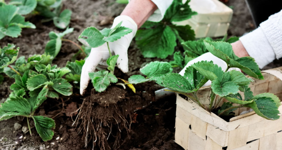 Plant of the month club Toronto 