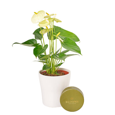 Admiration & Love Flower & Chocolate - Anthurium and Chocolate Gift Set - Same Day Toronto Delivery