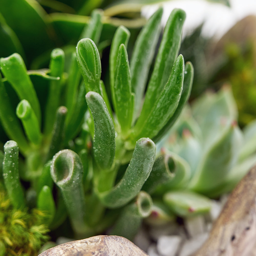 Succulent arrangement in a planter. Same Day Blooms Canada Delivery