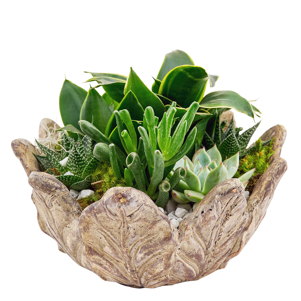 Succulent arrangement in a planter. Same Day Blooms Canada Delivery