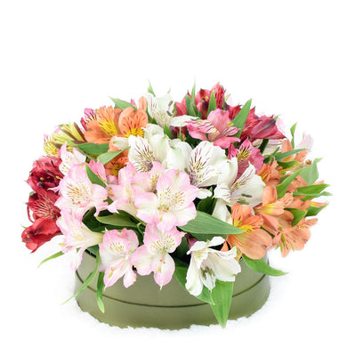 Brilliant multi-coloured lily floral box arrangement. Same Day Blooms Canada Delivery