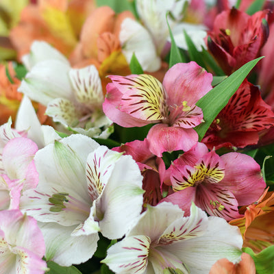 Brilliant multi-coloured lily floral box arrangement. Same Day Blooms Canada Delivery