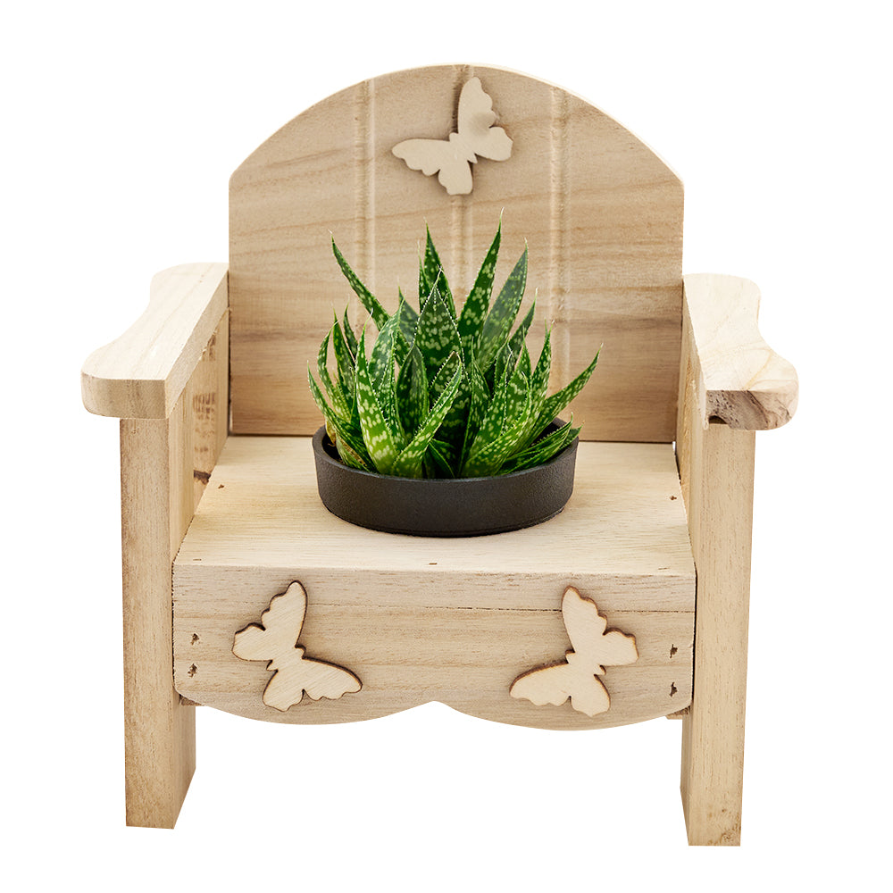 Butterfly planter chair arrangement with a potted succulent. Same Day Canada Blooms Delivery