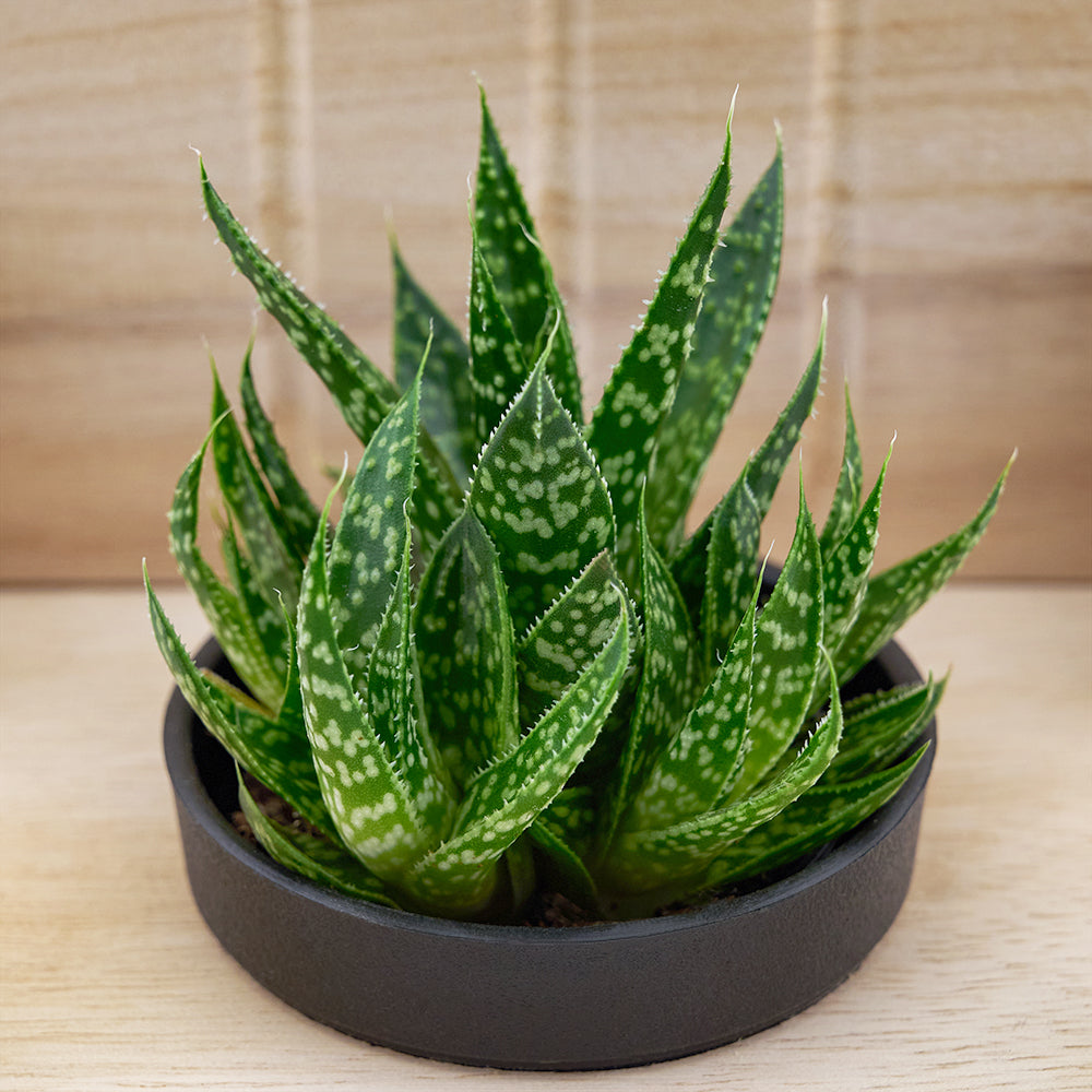 Butterfly planter chair arrangement with a potted succulent. Same Day Canada Blooms Delivery