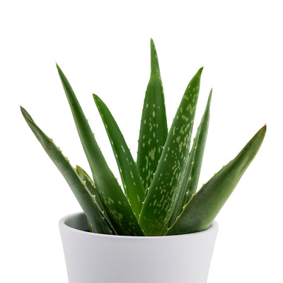 Aloe Vera potted plant. Blooms Canada Same Day Flower Delivery - Blooms Canada Flower Gifts - Plant Gifts