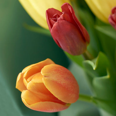 Multi-coloured tulip bouquet. Same Day Toronto Delivery.