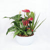 Valentine's Day Potted White Anthurium - Blooms Canada - Canada delivery