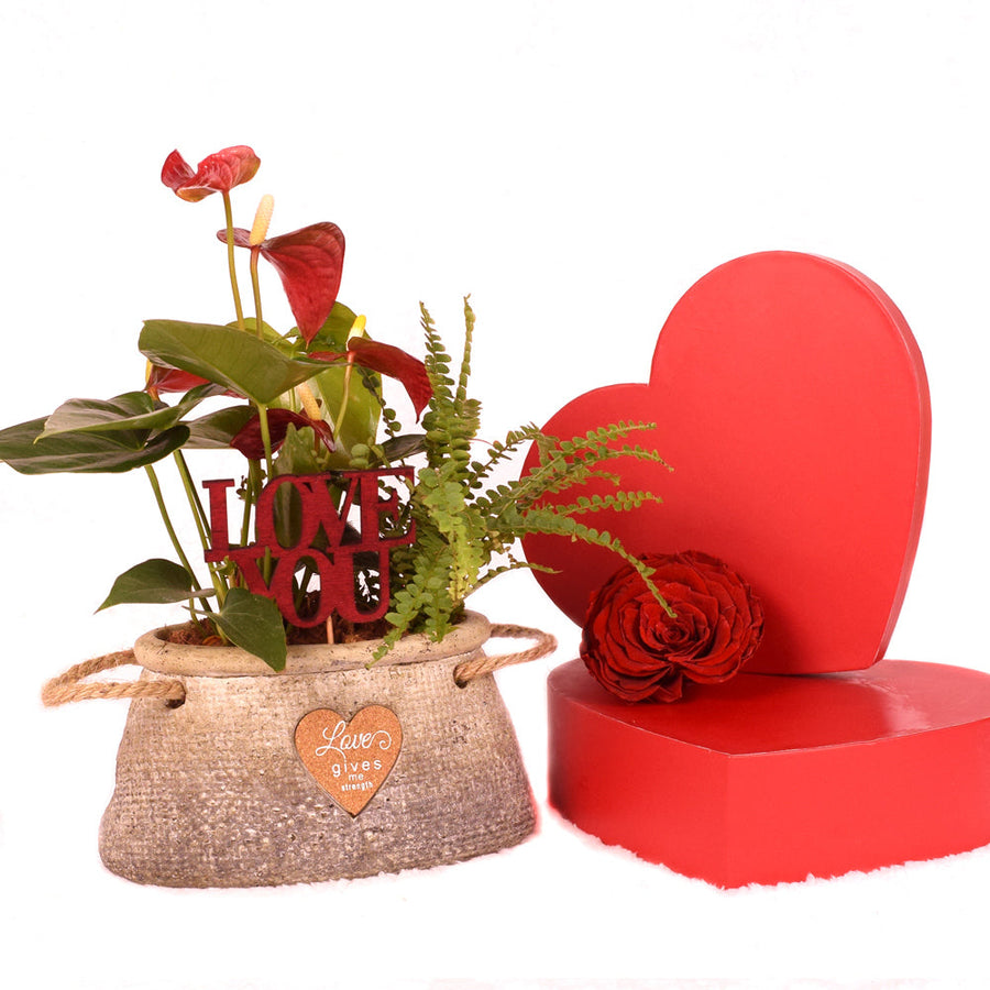 Valentine's Day Romantic Anthurium - Blooms Canada - Canada delivery