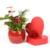 Valentine's Day Ardent Red Anthurium. Blooms Canada- Blooms Delivery