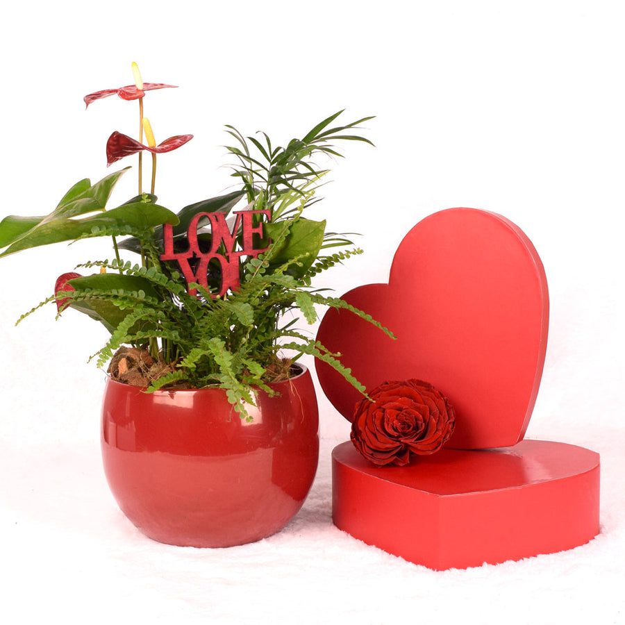 Valentine's Day Ardent Red Anthurium. Blooms Canada- Blooms Delivery