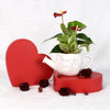Valentine's Day Planted With Love Anthurium. Blooms Canada- Blooms Canada Delivery