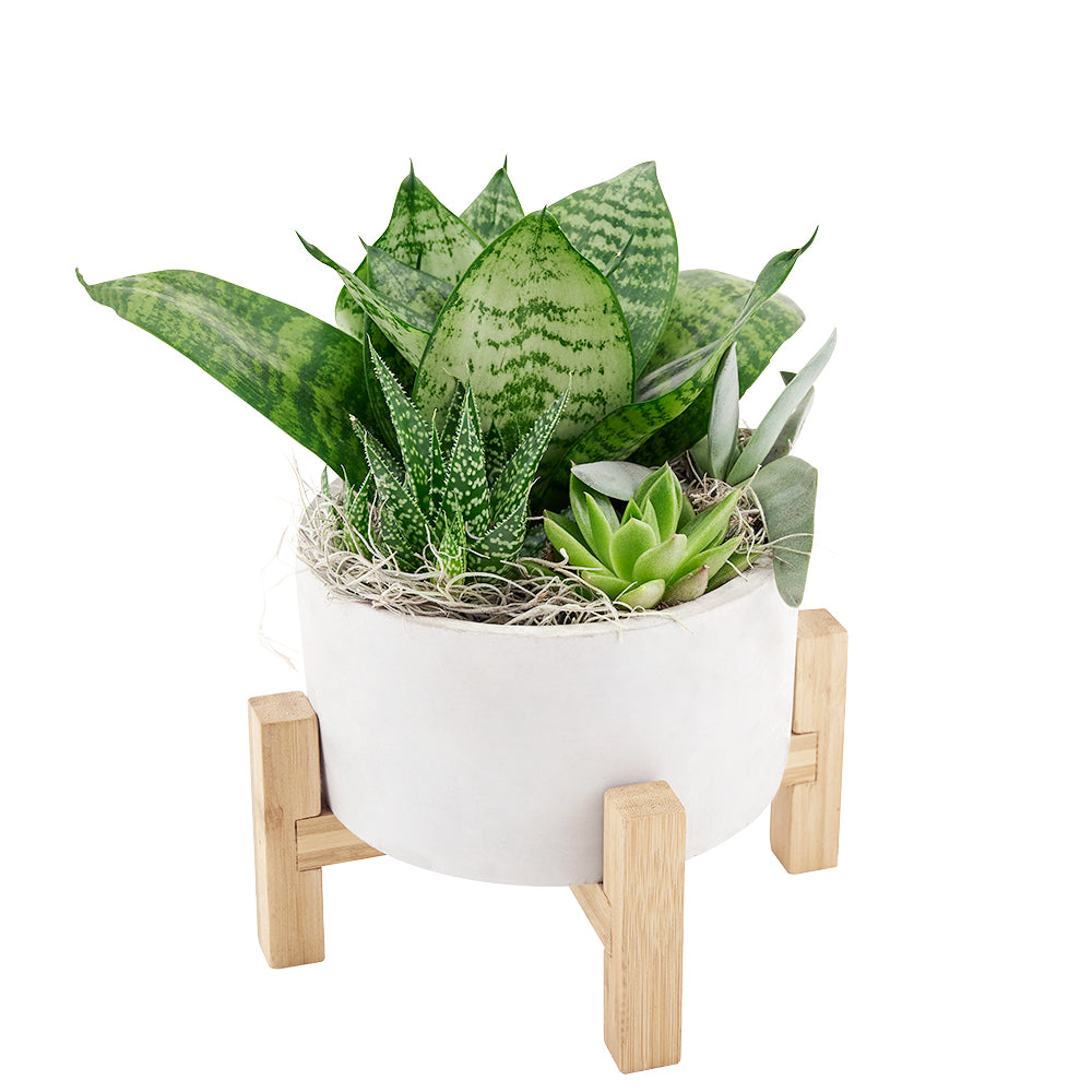 Blooms Canada Same Day Flower Delivery – Canada Blooms - Canada Delivery