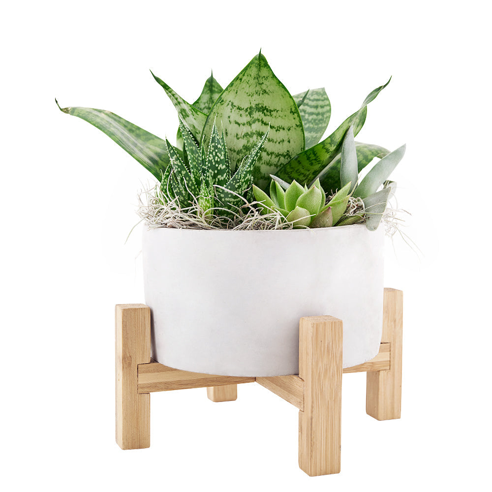 Blooms Canada Same Day Flower Delivery – Canada Blooms - Canada Delivery