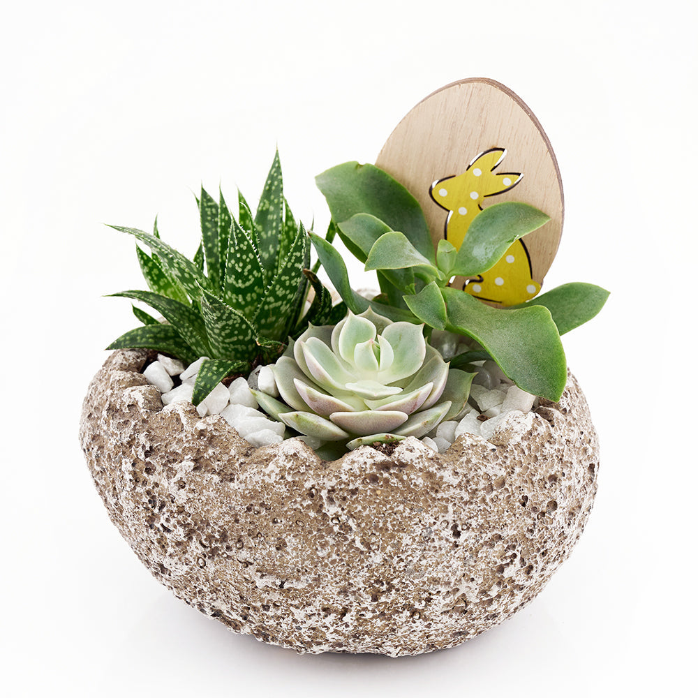 Easter Egg rock succulent arrangement. – Canada Blooms - Canada Delivery