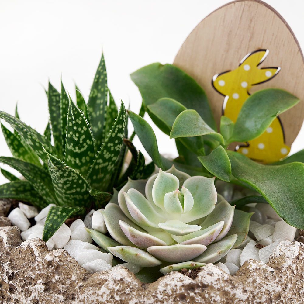 Easter Egg rock succulent arrangement. – Canada Blooms - Canada Delivery