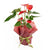 Flamingo Plant Arrangement