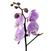 Floral Treasures Flowers Chocolate Gift - Orchid Gift Set - Blooms Canada Delivery