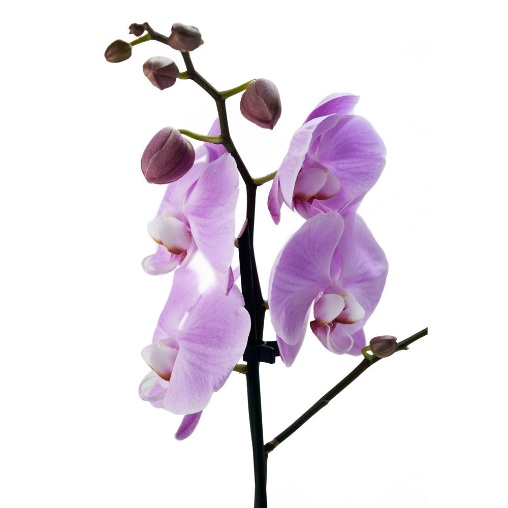 Floral Treasures Flowers Chocolate Gift – Canada Blooms - Canada Delivery