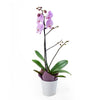 Floral Treasures Exotic Orchid Plant. Same Day Blooms Canada Delivery