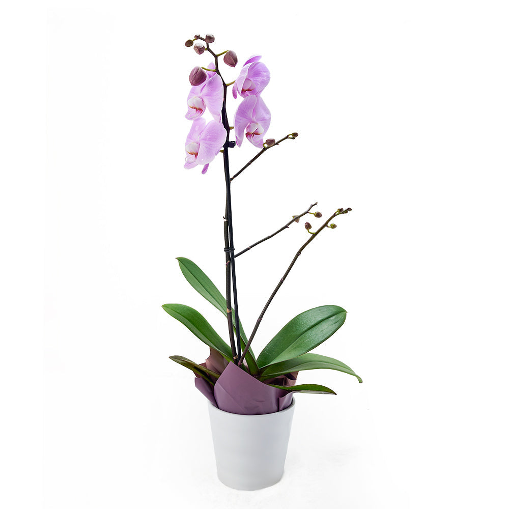 Floral Treasures Exotic Orchid Plant. – Canada Blooms - Canada Delivery