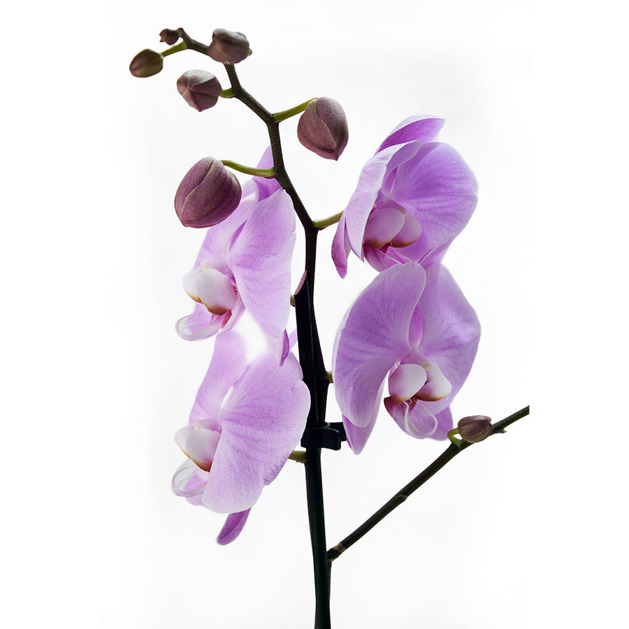 Floral Treasures Exotic Orchid Plant. Same Day Blooms Canada Delivery