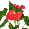 For My Love Flower Gift  - Anthurium and Teddy Bear Gift Set - Same Day Toronto Delivery
