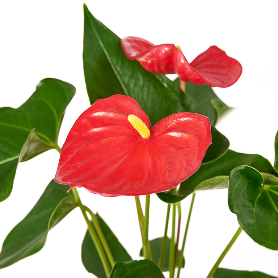 For My Love Flower Gift  - Anthurium and Teddy Bear Gift Set - Same Day Blooms Canada Delivery