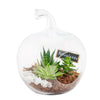 Blooms Canada Same Day Flower Delivery - Canada Flower Gifts - Plant Gifts - Terrarium