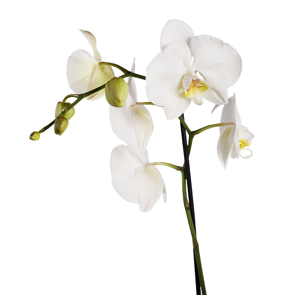 Guinness beers and white orchid gift – Canada Blooms - Canada Delivery